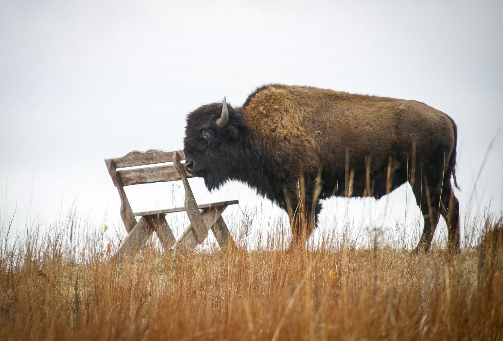 Nachusa bison